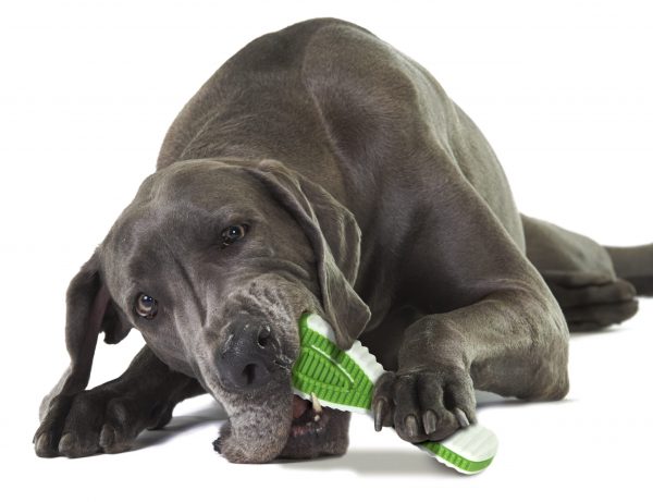 1083 - Finity Toothbrush Toy large
