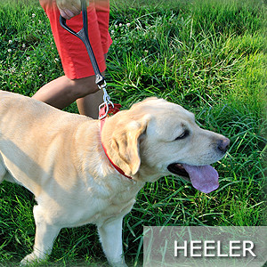 Heeler