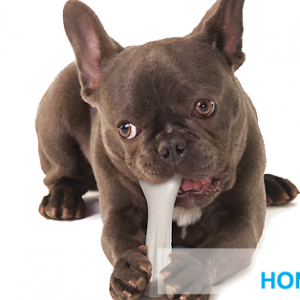 Hond