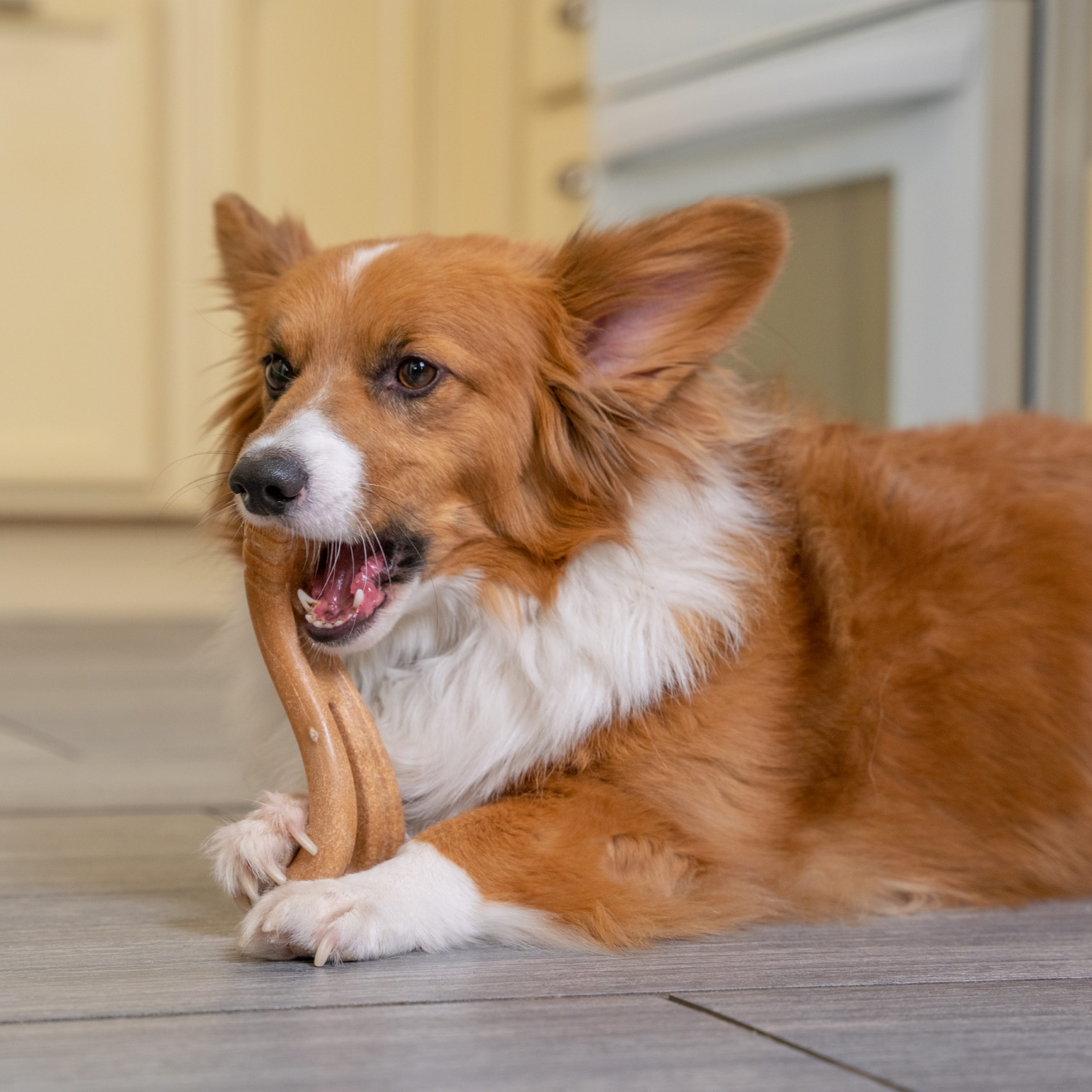 67723M Dogwood Flip & Chew M - Afbeelding 12