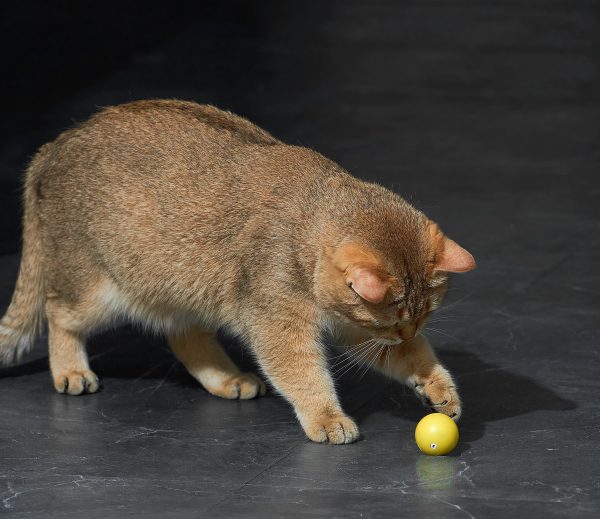 ETI-82022 Dynamische speelbal voor de kat - Afbeelding 3