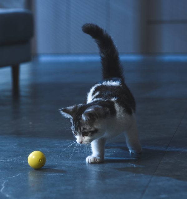 ETI-82022 Dynamische speelbal voor de kat - Afbeelding 4