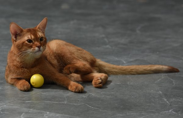 ETI-82022 Dynamische speelbal voor de kat - Afbeelding 5