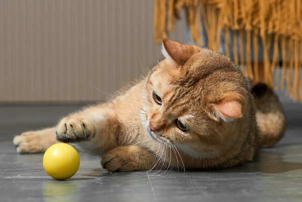 ETI-82022 Dynamische speelbal voor de kat - Afbeelding 6
