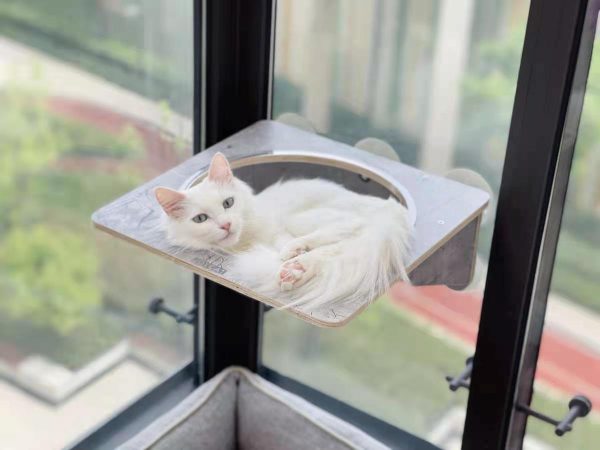 JC82029 JoyCat Raambed bak transparant - Afbeelding 3