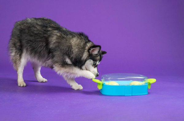 NO-OWH 71543M Paw N' Play TNT Blu – by Nina Ottosson - Afbeelding 2